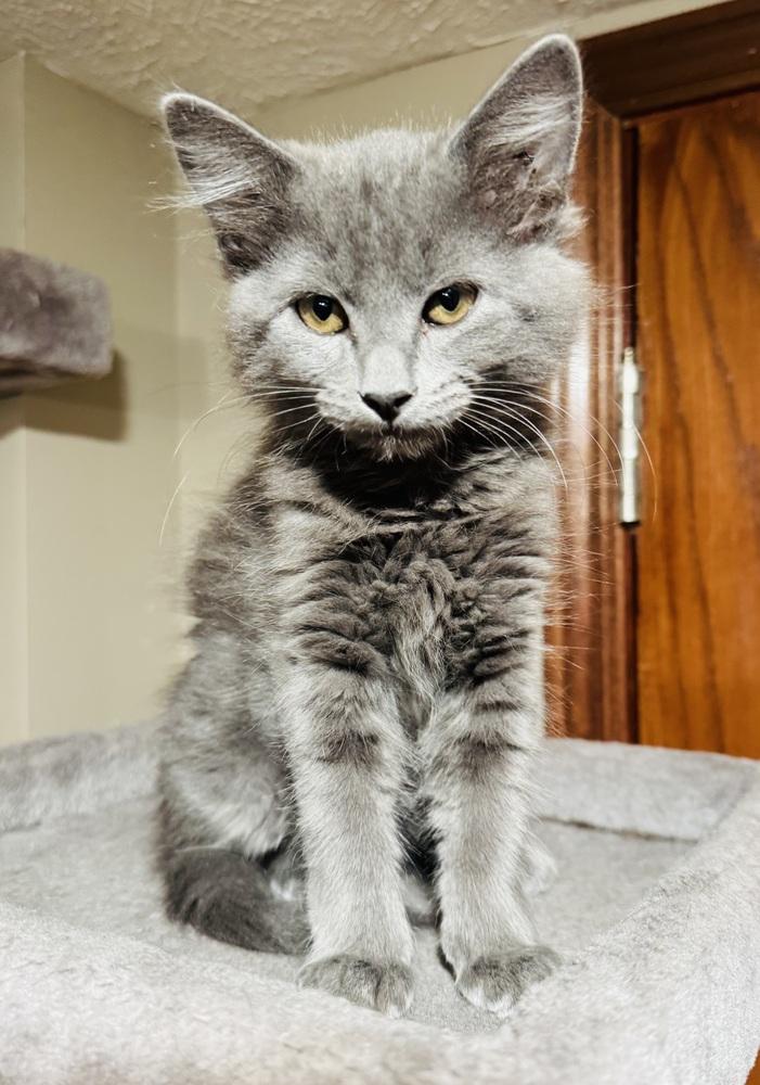 Enlarge Dusty, a Adoptable mixed breed in Lincoln, NE image 4/4