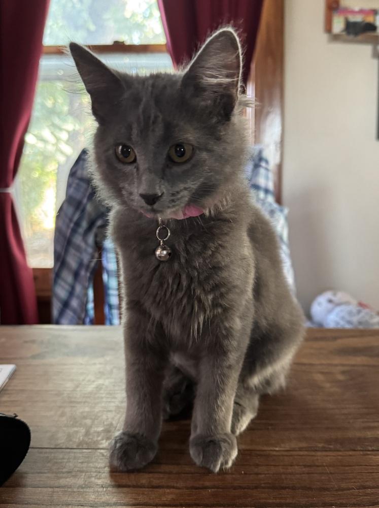 Enlarge Dusty, a Adoptable mixed breed in Lincoln, NE image 6/6