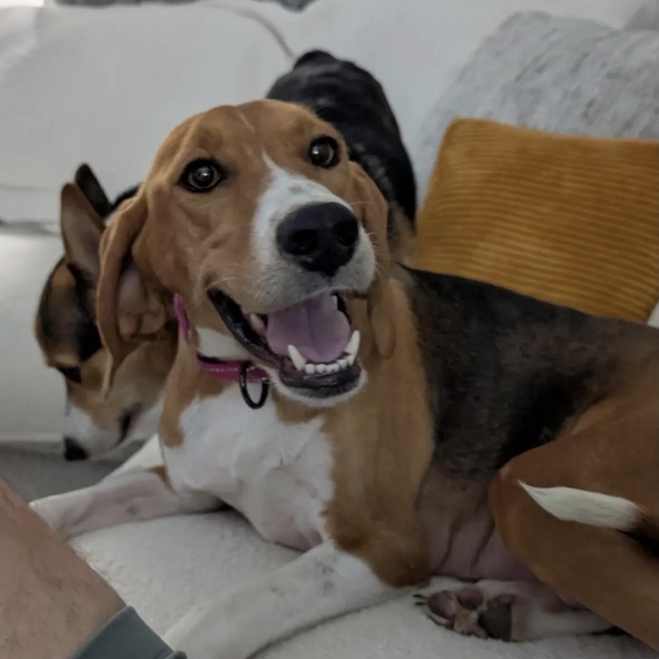 Enlarge Alice, a Adoptable Hound in Richmond, VA image 1/5