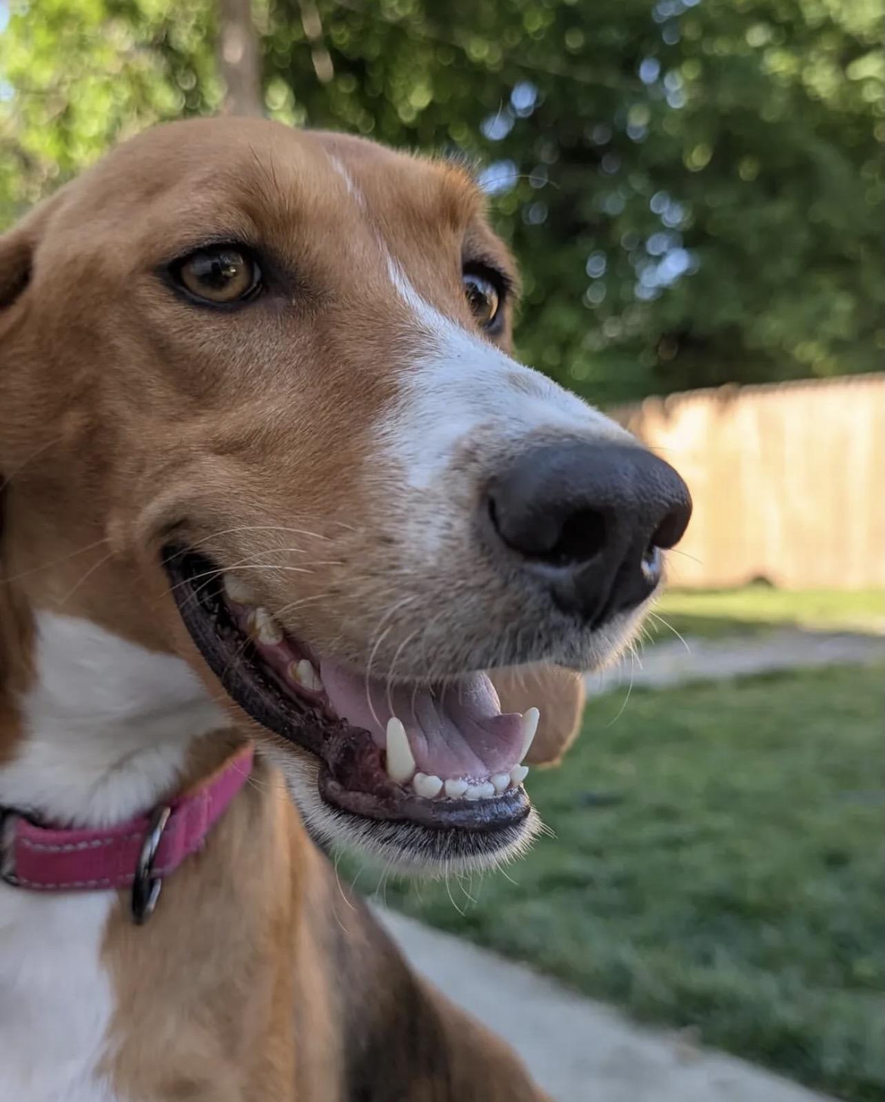 Enlarge Alice, a Adoptable Hound in Richmond, VA image 3/5