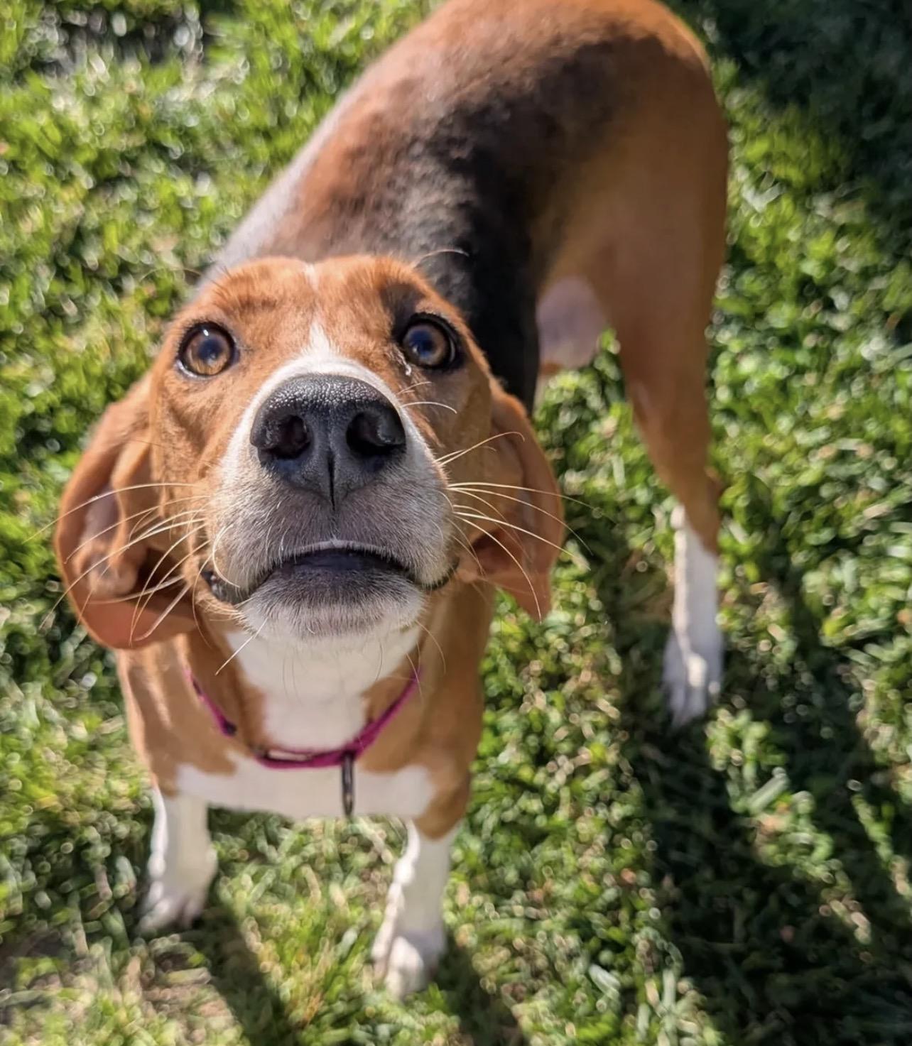 Enlarge Alice, a Adoptable Hound in Richmond, VA image 2/5
