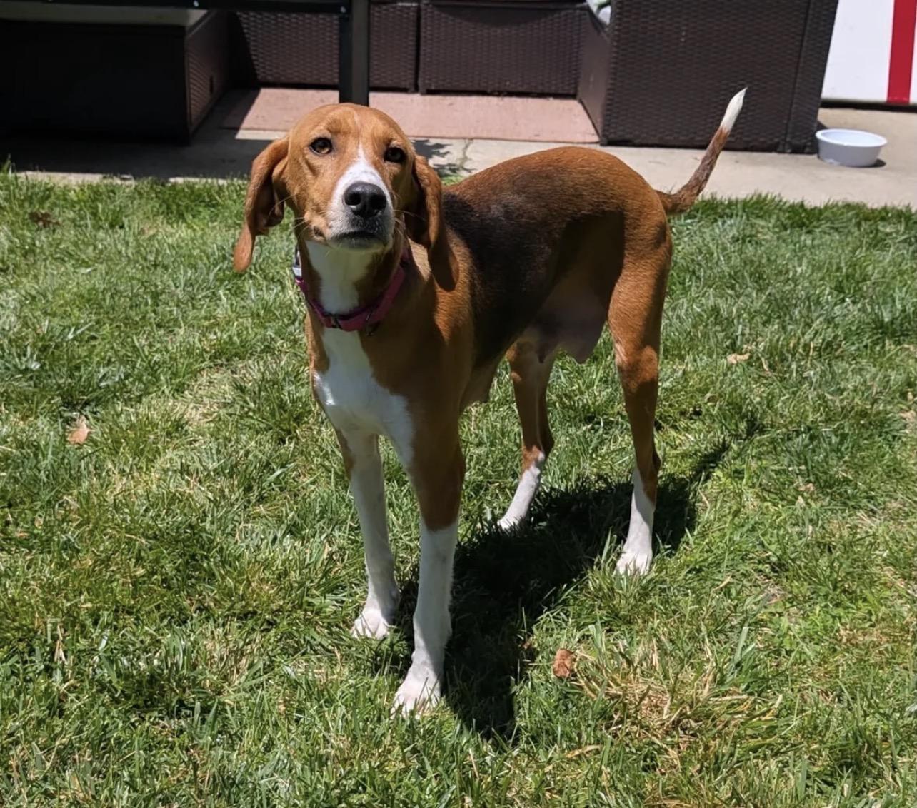 Enlarge Alice, a Adoptable Hound in Richmond, VA image 5/5