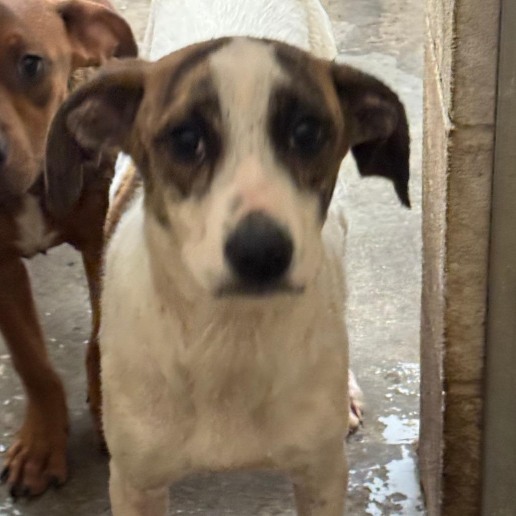 Moose, Adoptable, Young Female Labrador Retriever.