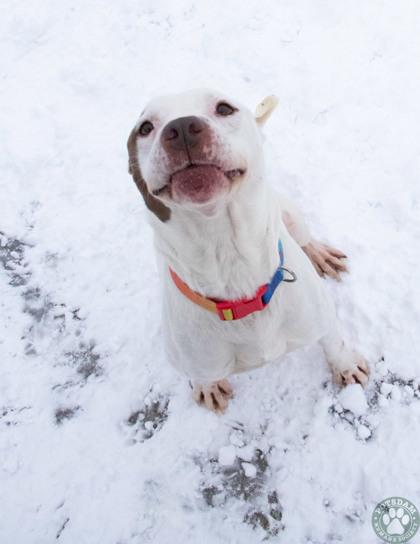 Chuck, ADOPTABLE, Adult Male Pit Bull Terrier.