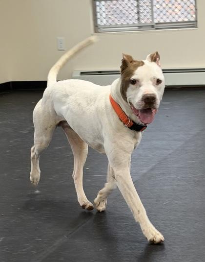 Enlarge Chuck, a ADOPTABLE mixed breed in Potsdam, NY image 3/3