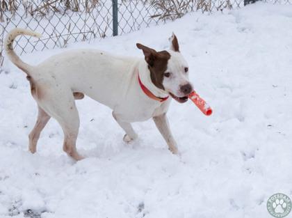 Enlarge Chuck, a ADOPTABLE mixed breed in Potsdam, NY image 2/3