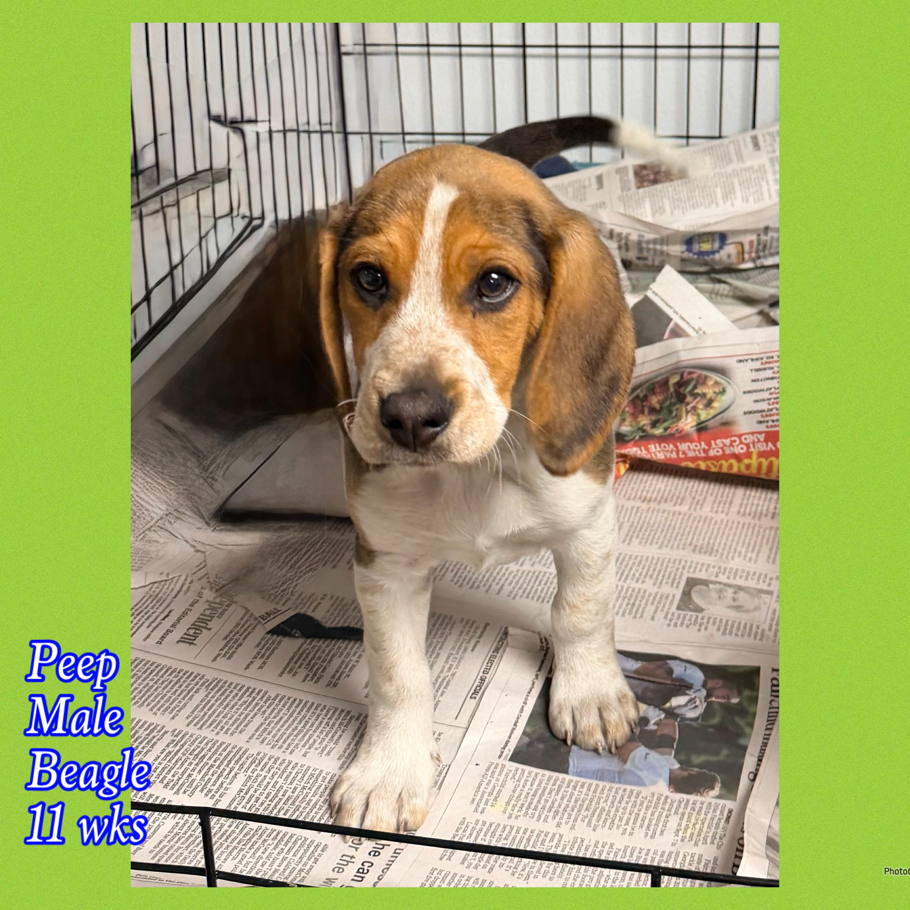 Peep, Adoptable, Puppy Male Beagle.