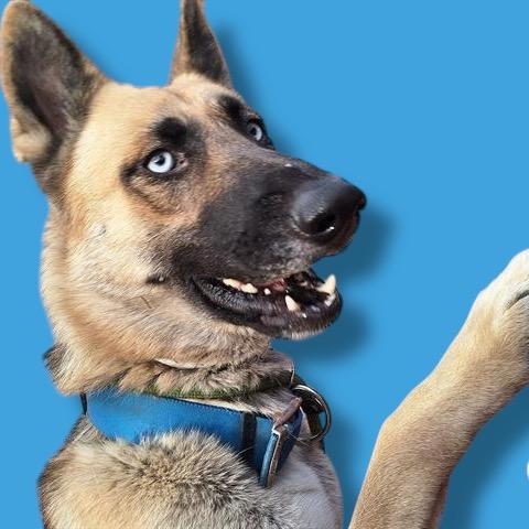 Enlarge Sven, a Adoptable mixed breed in Scottsdale, AZ image 1/2