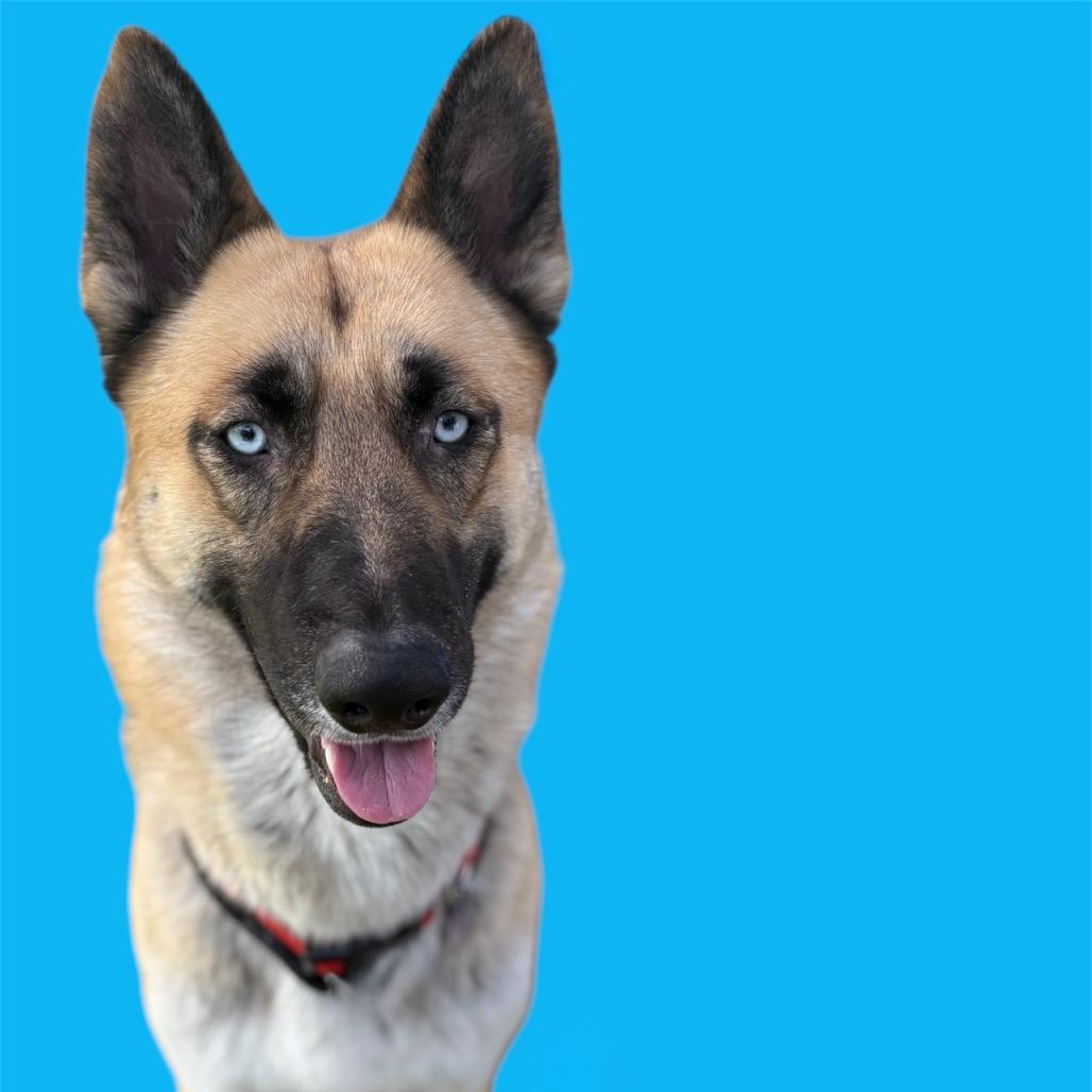 Enlarge Sven, a Adoptable mixed breed in Scottsdale, AZ image 2/2