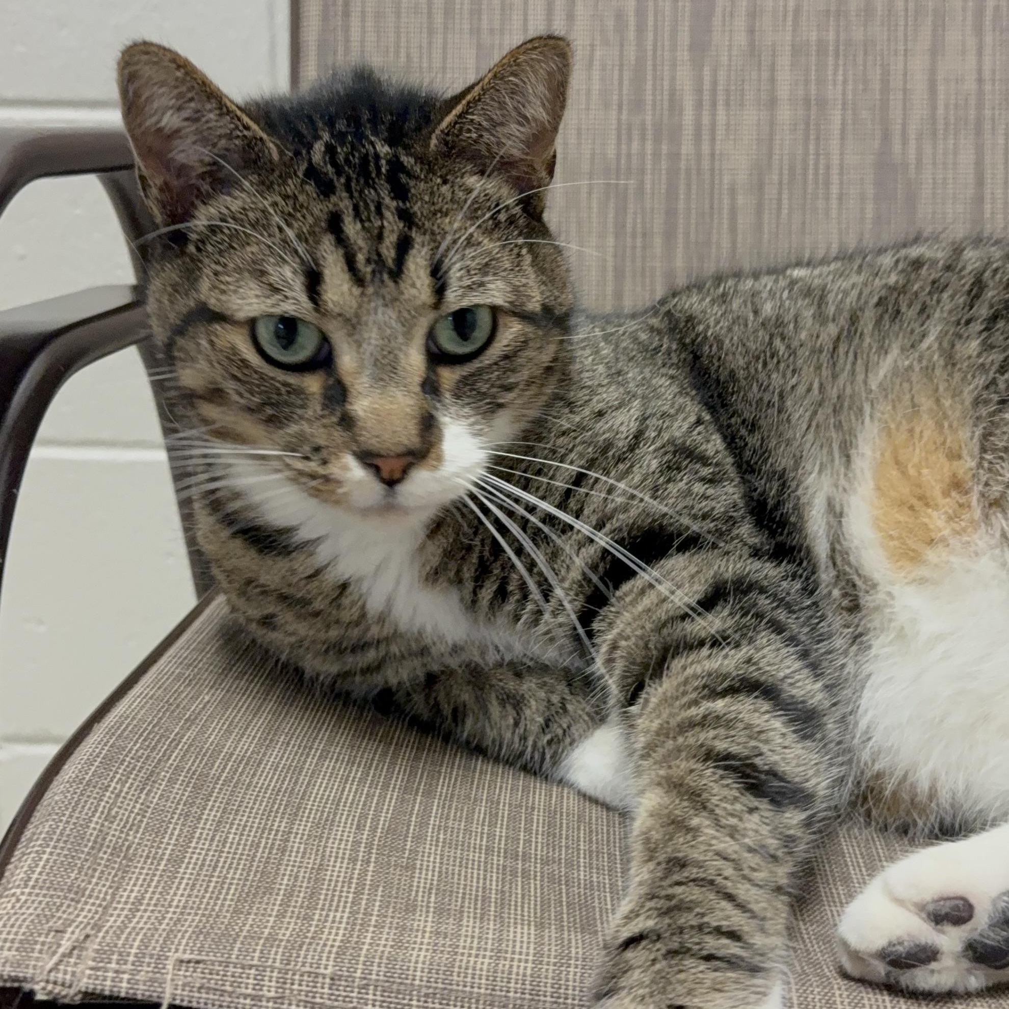 Enlarge Frank, a Adoptable Domestic Short Hair in Kearney, NE image 1/1