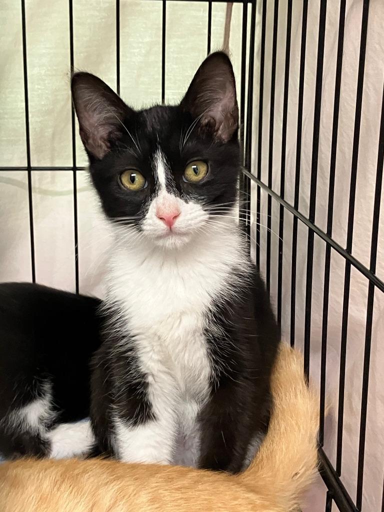 Fender, Adoptable, Kitten Male Domestic Medium Hair.