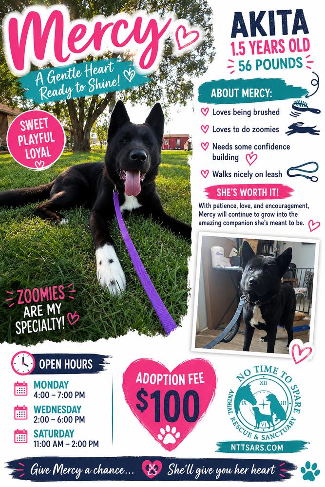 Mercy, Adoptable, Adult Female Akita.
