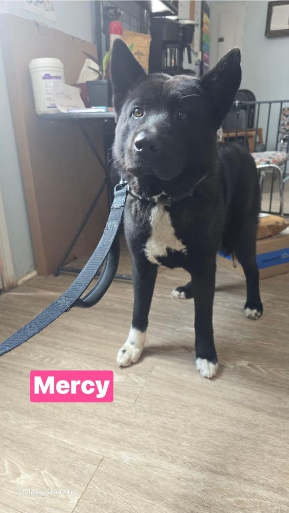 Enlarge Mercy, a Adoptable Akita in Warrenton, MO image 1/1