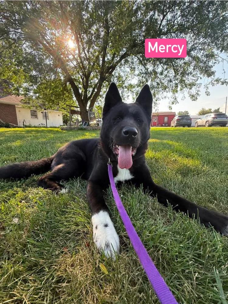 Enlarge Mercy, a Adoptable Akita in Warrenton, MO image 3/3