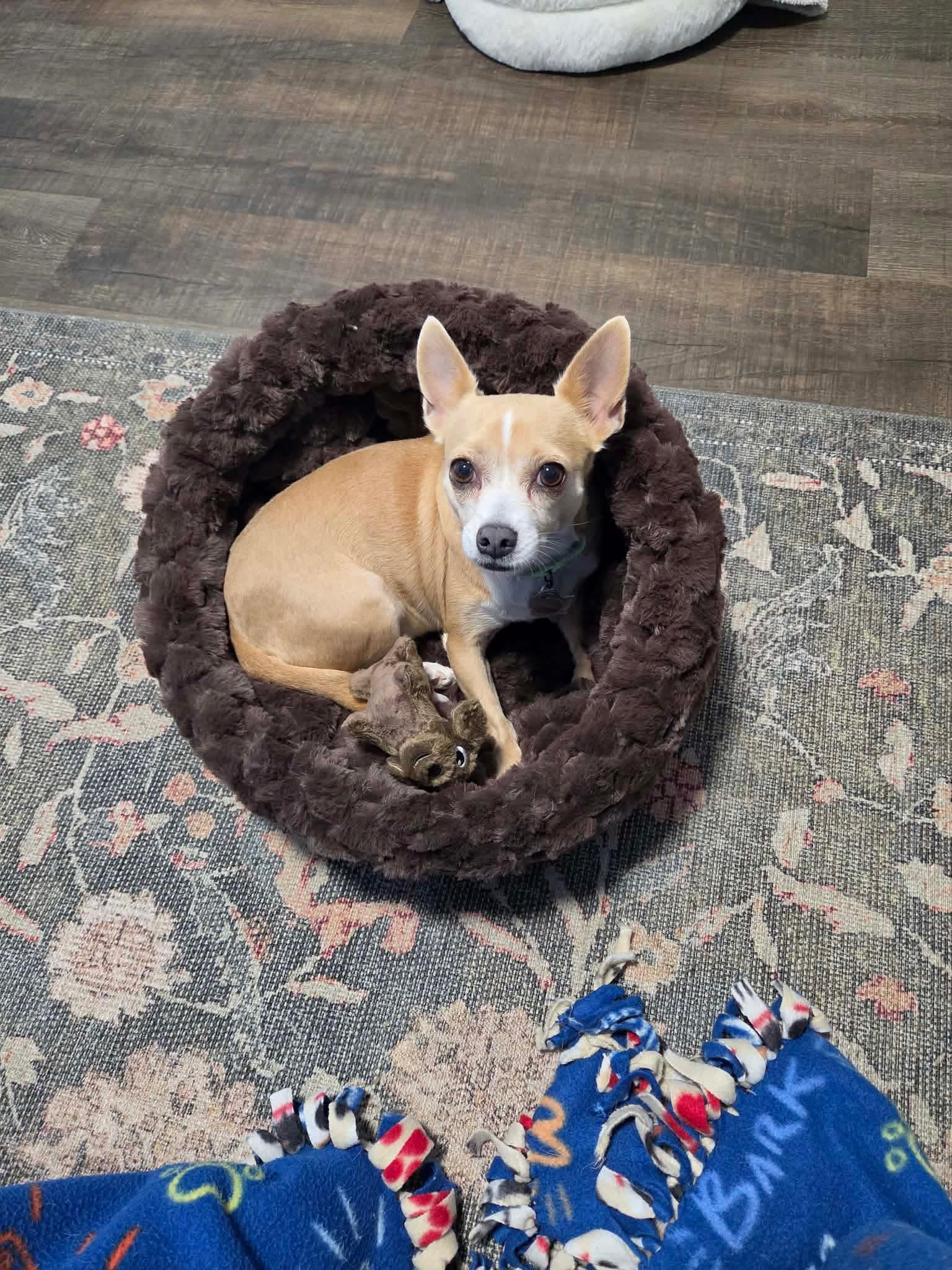 Enlarge Lovie, a Adoptable mixed breed in Green Bay, WI image 2/3