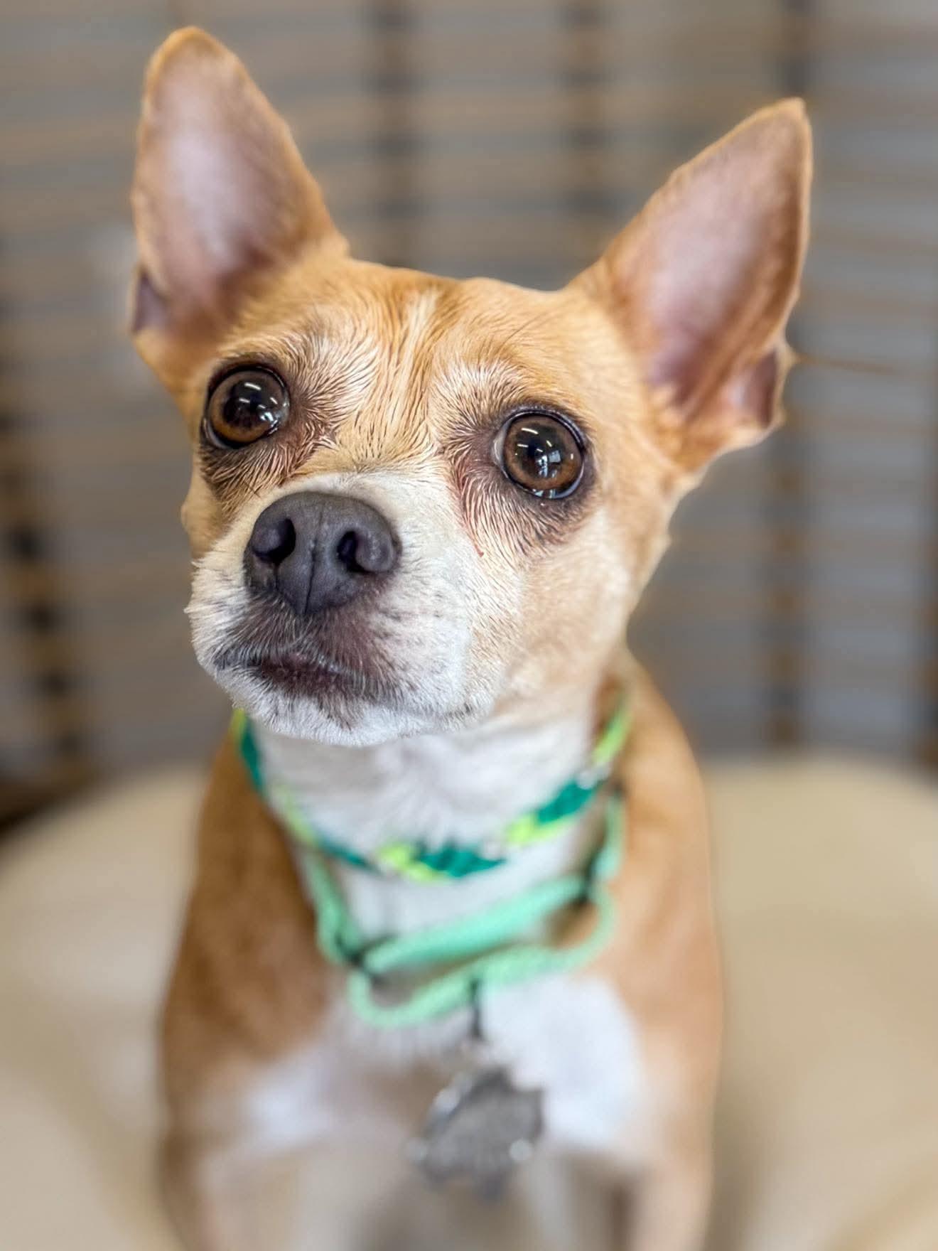 Lovie, Adoptable, Young Female Chihuahua.
