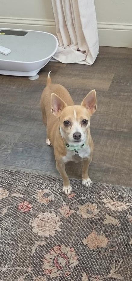 Enlarge Lovie, a Adoptable mixed breed in Green Bay, WI image 3/3