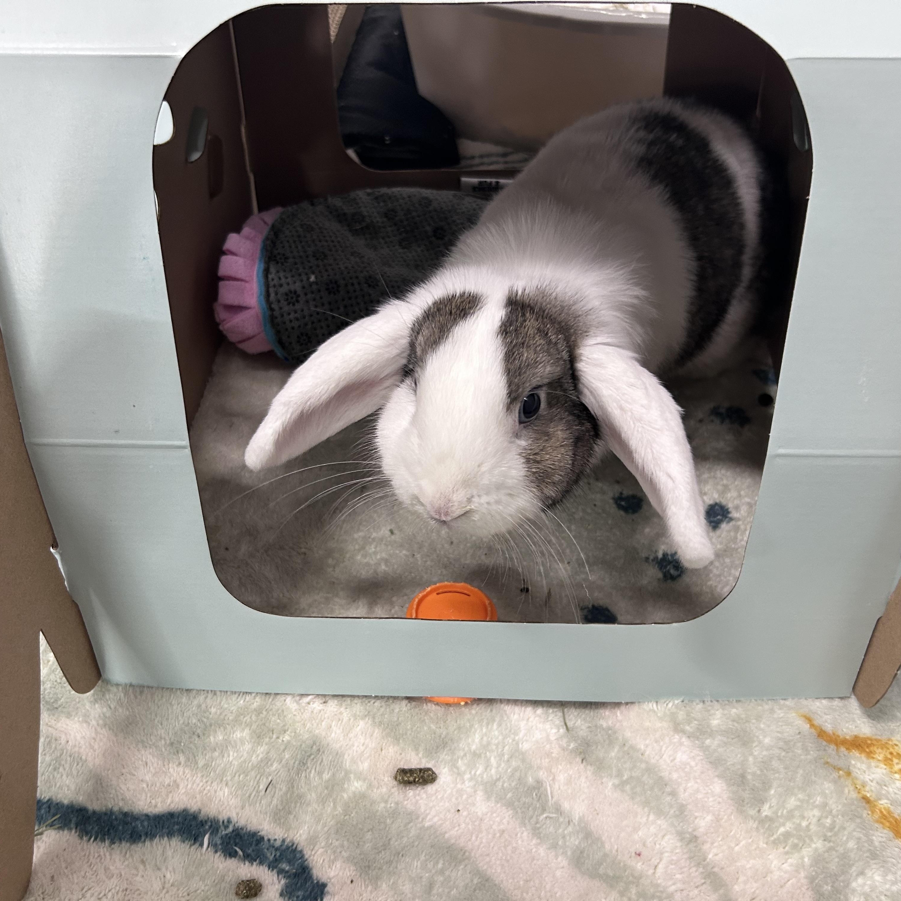 Enlarge Penelope, a Adopted Holland Lop in Omaha, NE image 3/6