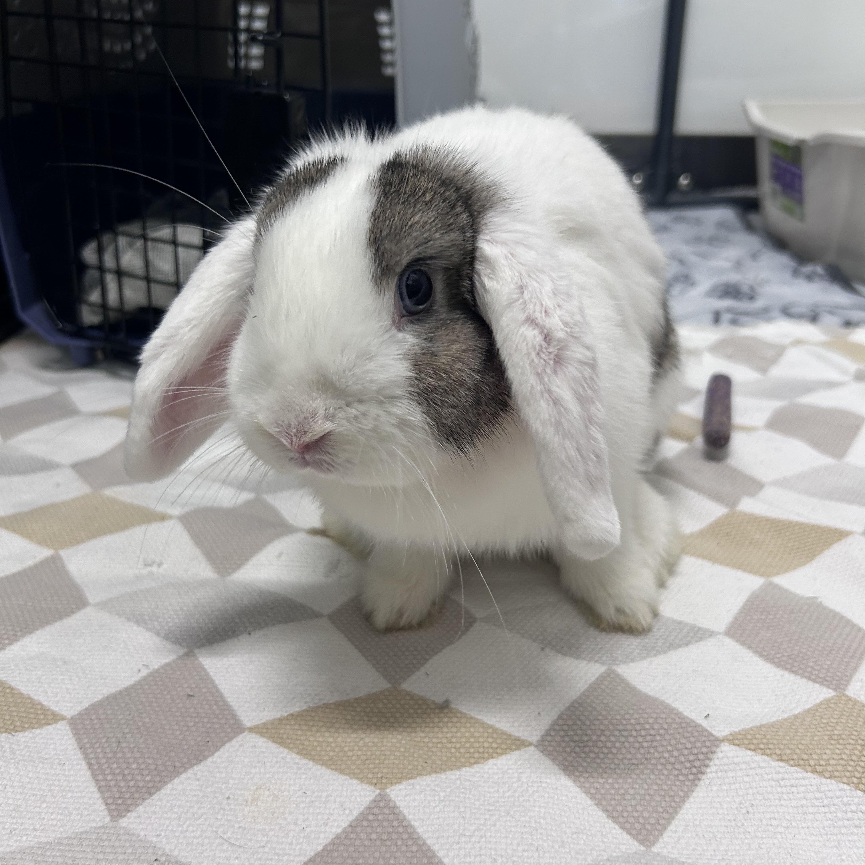 Enlarge Penelope, a Adopted Holland Lop in Omaha, NE image 2/6