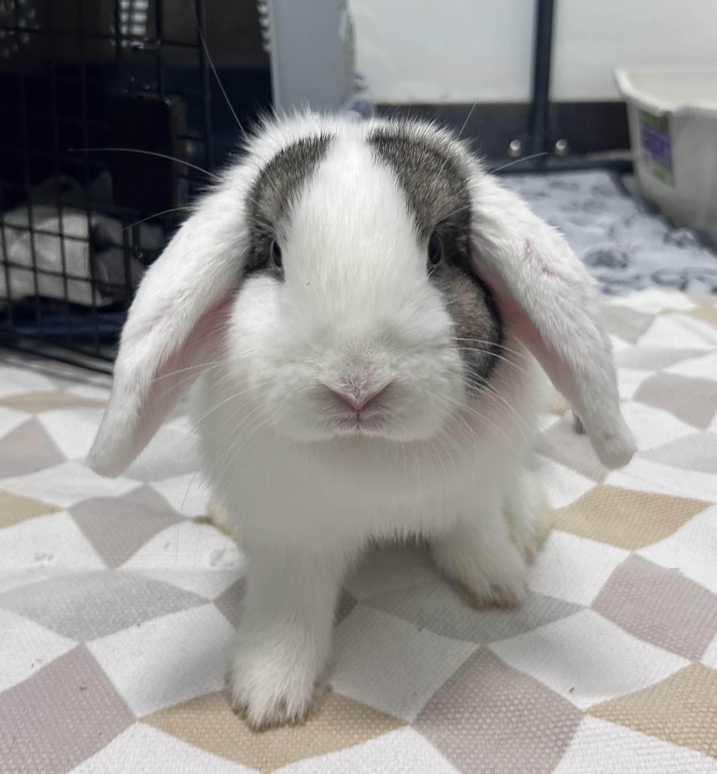 Enlarge Penelope, a Adopted Holland Lop in Omaha, NE image 1/6