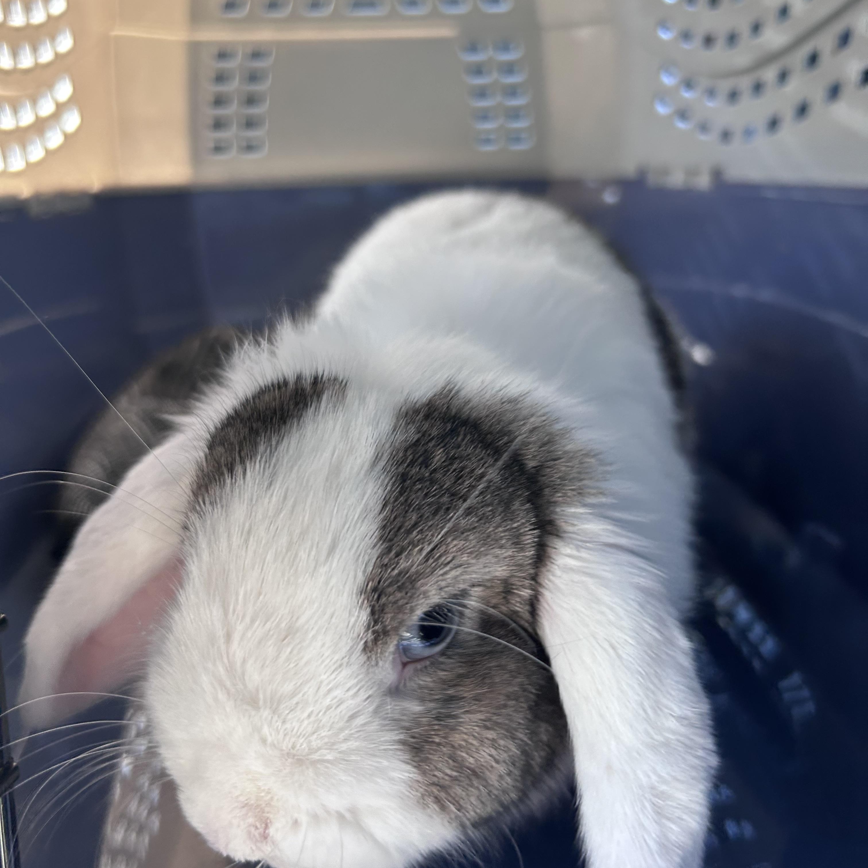 Enlarge Penelope, a Adopted Holland Lop in Omaha, NE image 5/6
