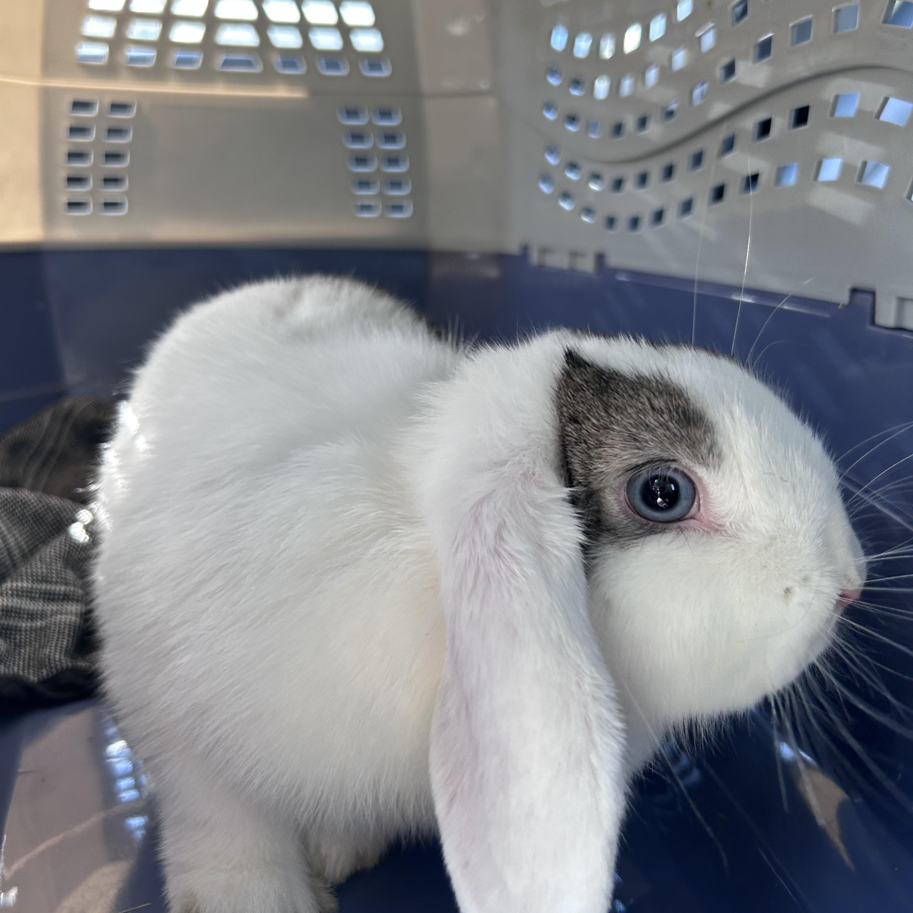 Enlarge Penelope, a Adopted Holland Lop in Omaha, NE image 4/6