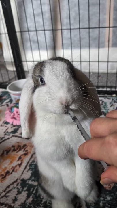 Enlarge Penelope, a Adopted Holland Lop in Omaha, NE video 6/6