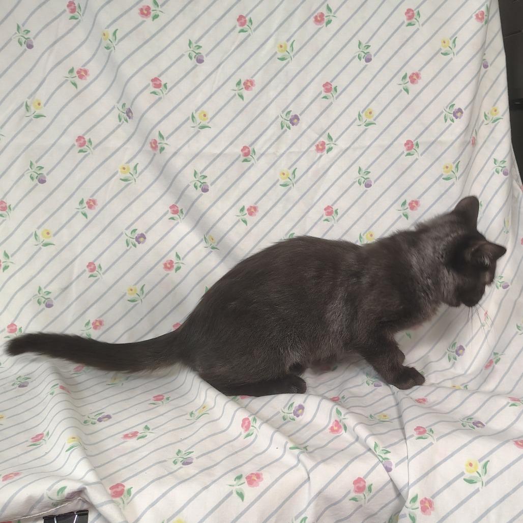 Black 3 / Herm Sport, Adoptable, Kitten Male Domestic Short Hair.