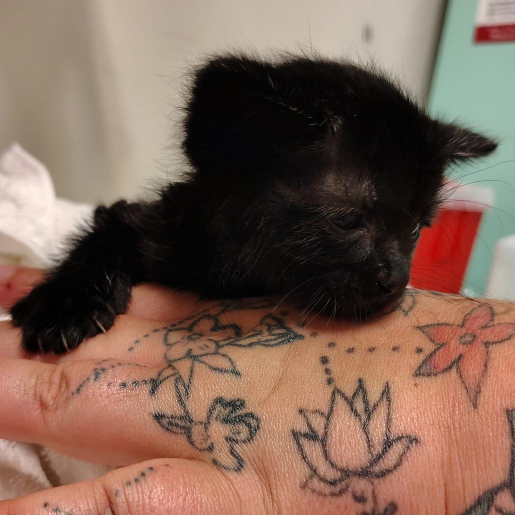 Enlarge Black 3 / Herm Sport, a Adoptable Domestic Short Hair in Coos Bay, OR image 2/5