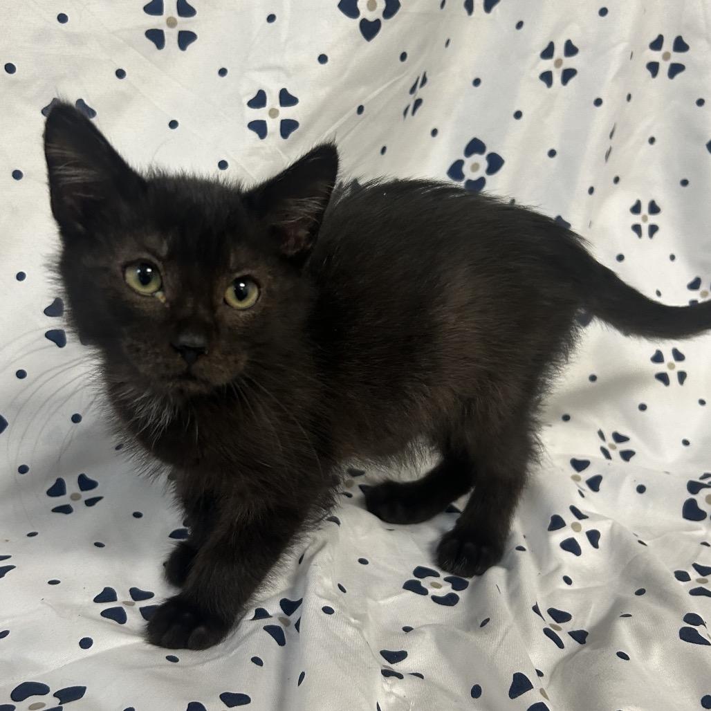Enlarge Black 3 / Herm Sport, a Adoptable Domestic Short Hair in Coos Bay, OR image 3/5