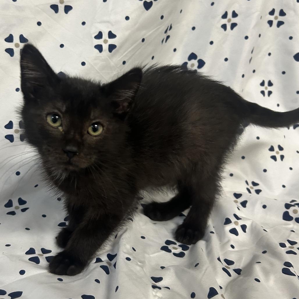 Enlarge Black 3 / Herm Sport, a Adoptable Domestic Short Hair in Coos Bay, OR image 4/5
