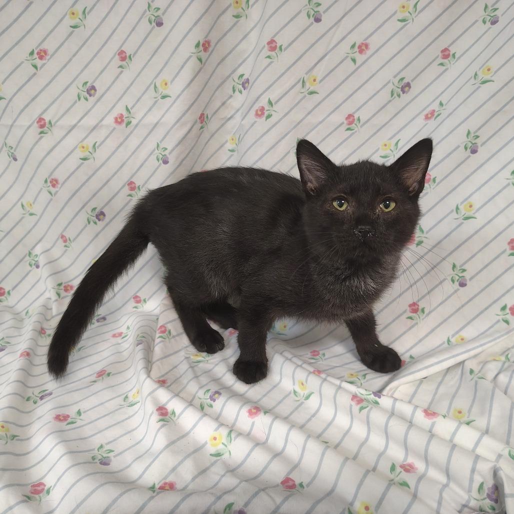 Enlarge Black 3 / Herm Sport, a Adoptable Domestic Short Hair in Coos Bay, OR image 5/5