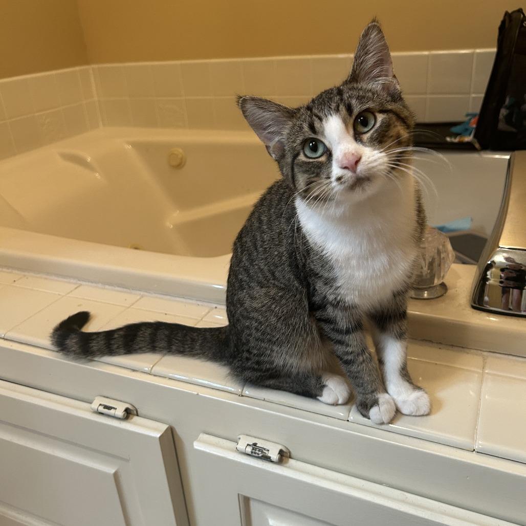 Grass C66287, Adoptable, Young Female Domestic Short Hair.