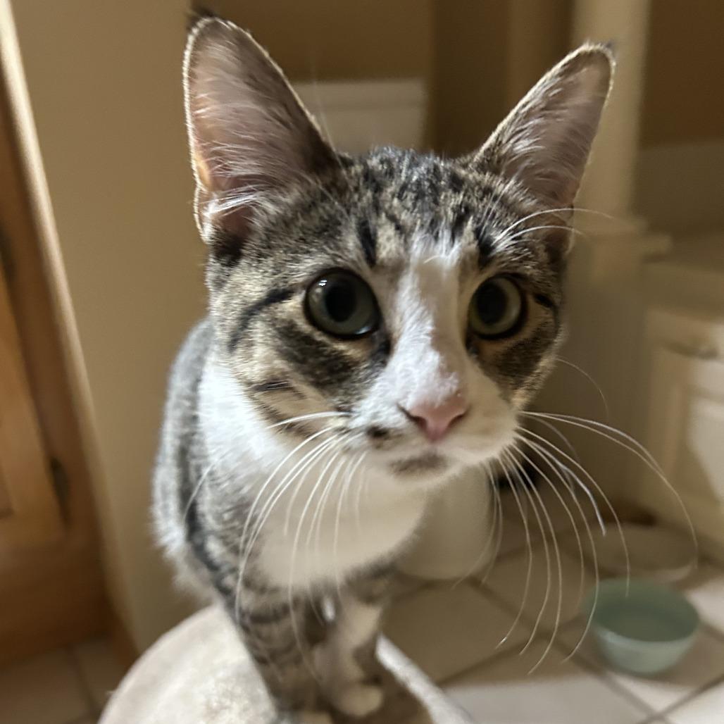 Grass C66287, a Adoptable Domestic Short Hair in Minnetonka, MN image 2/6