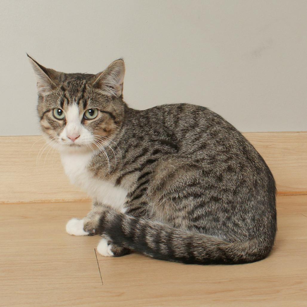 Grass C66287, a Adoptable Domestic Short Hair in Minnetonka, MN image 3/6