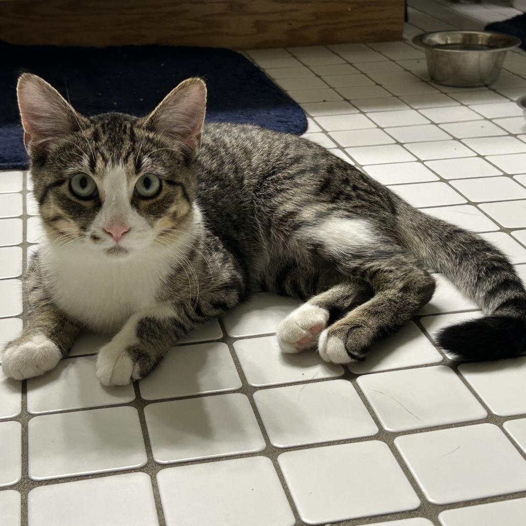 Grass C66287, a Adoptable Domestic Short Hair in Minnetonka, MN image 4/6