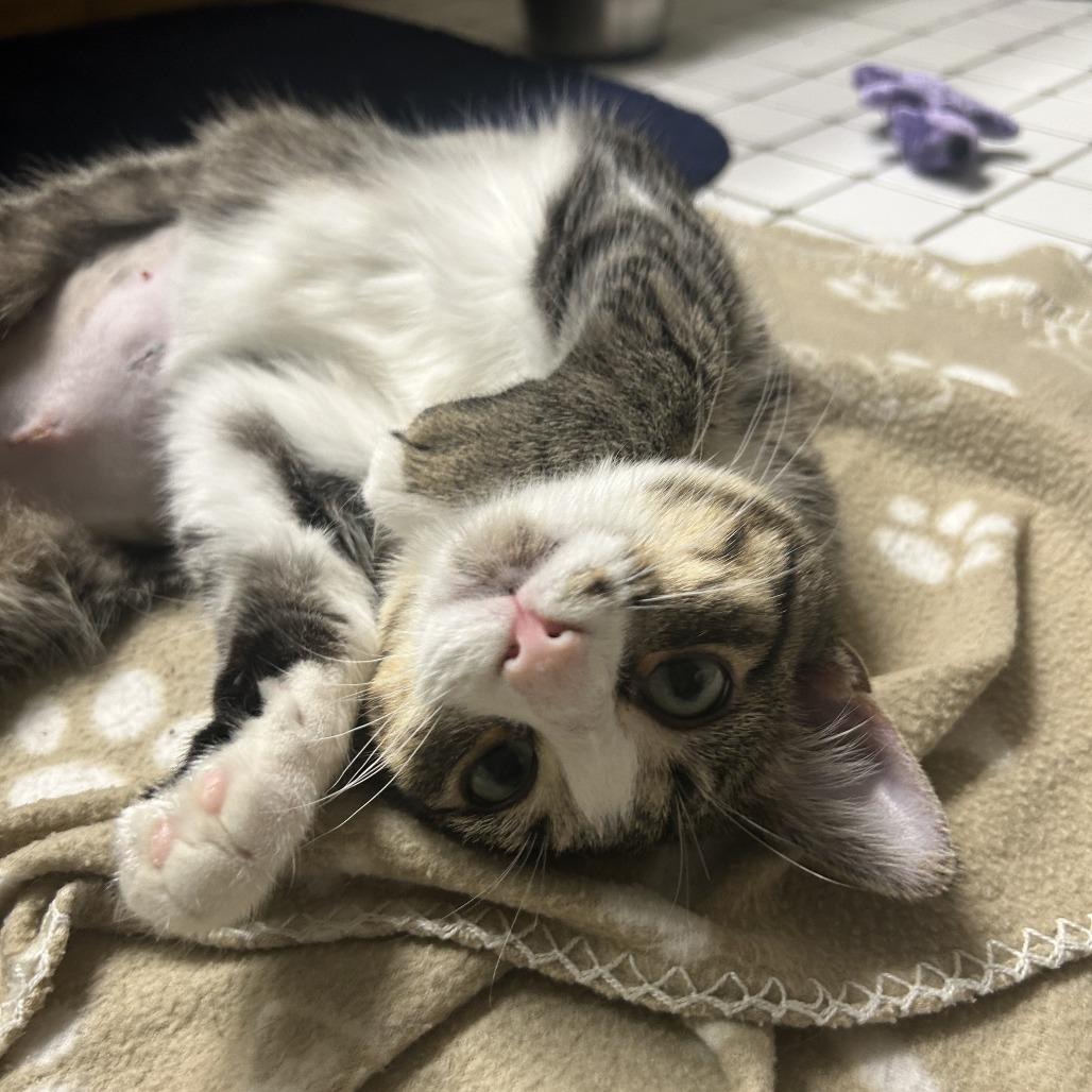 Grass C66287, a Adoptable Domestic Short Hair in Minnetonka, MN image 5/6