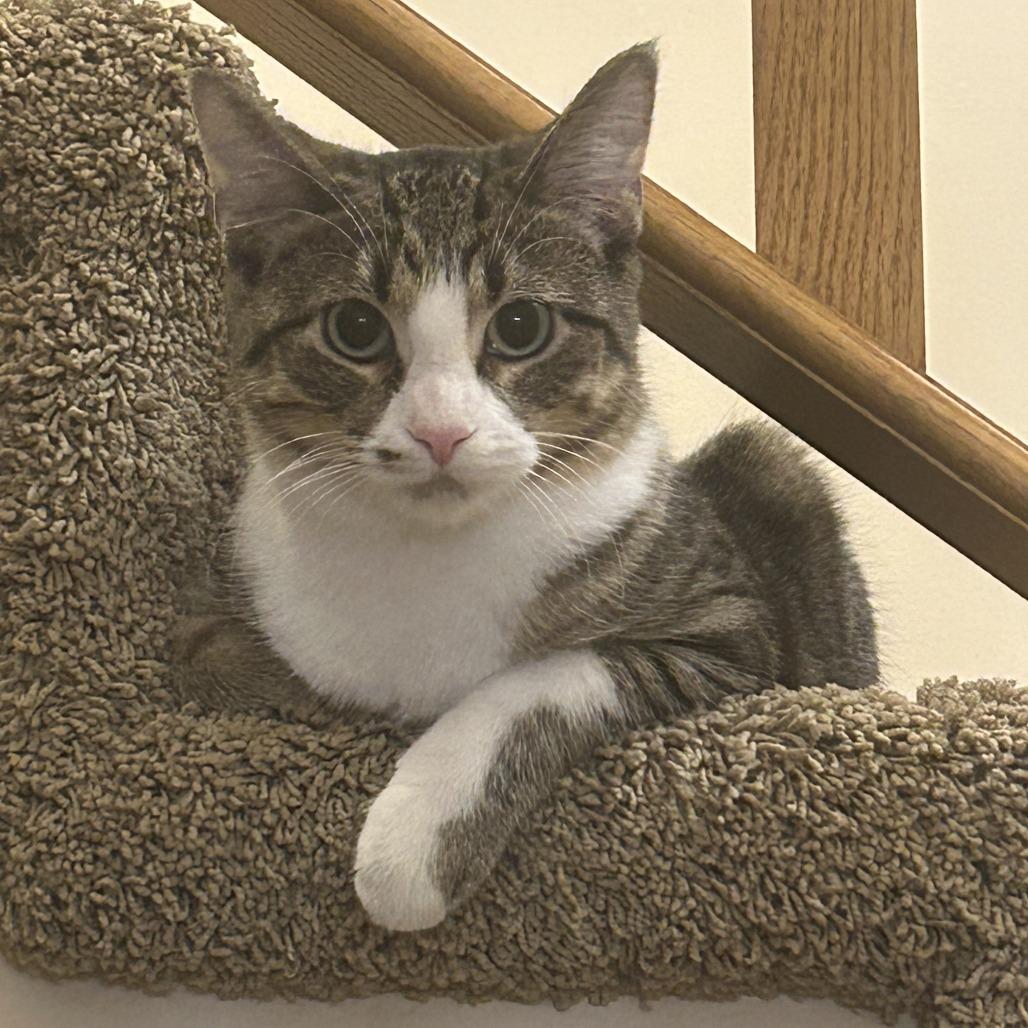 Grass C66287, a Adoptable Domestic Short Hair in Minnetonka, MN image 6/6