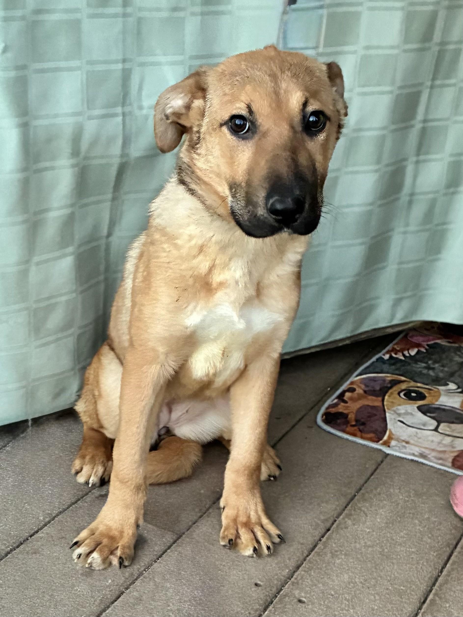 Nesta, ADOPTABLE, Puppy Female Shepherd.