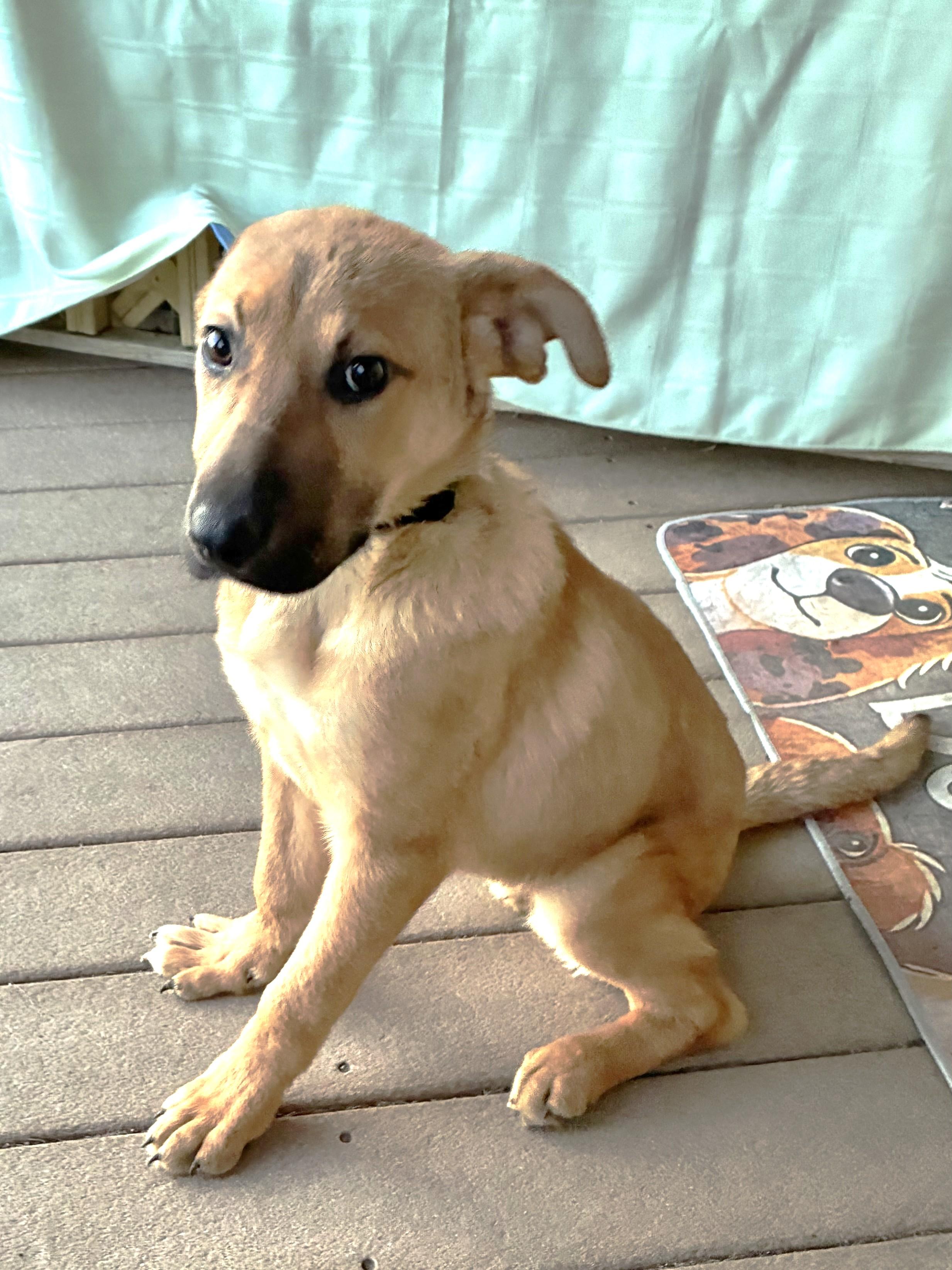 Nesta, a ADOPTABLE Shepherd in West Chicago, IL image 3/3