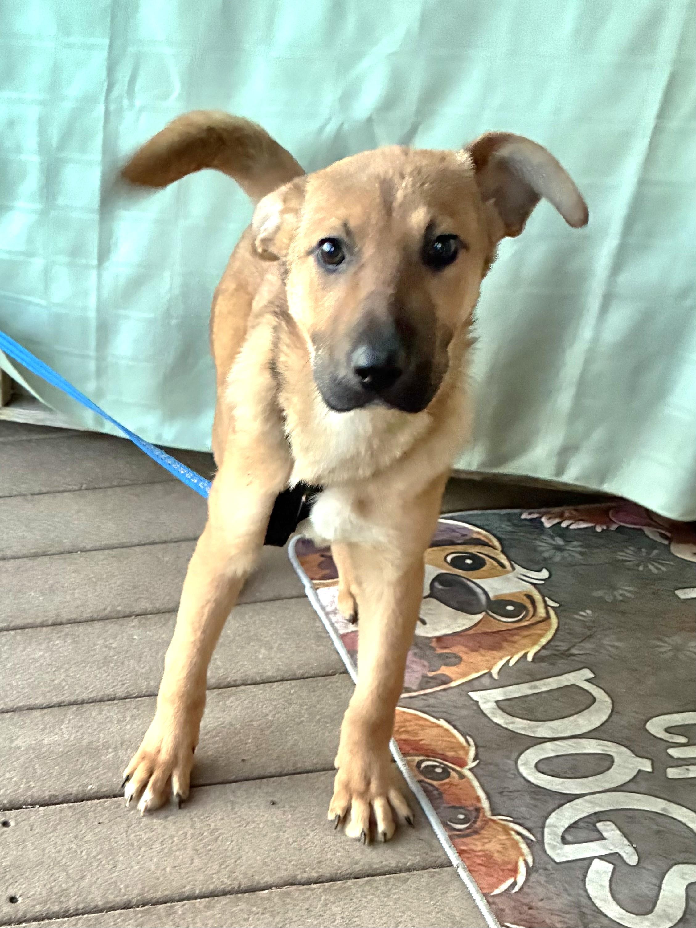 Nesta, a ADOPTABLE Shepherd in West Chicago, IL image 2/3