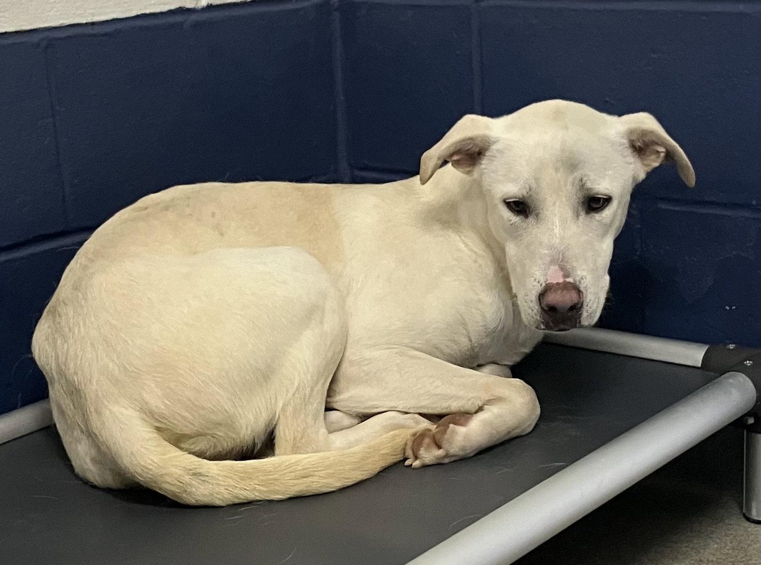 Enlarge Moose 2 year male HOME WITH ANOTHER DOG, a Adoptable Mixed Breed in Sterling, MA image 1/1