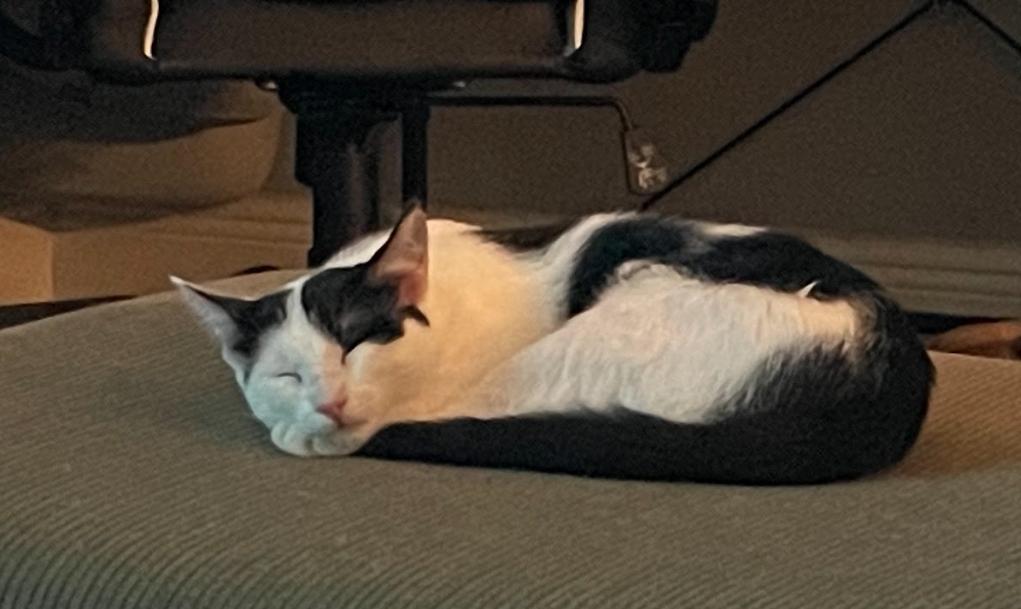 Enlarge Darlin', a Adoptable American Shorthair in Lakeland, FL image 2/5