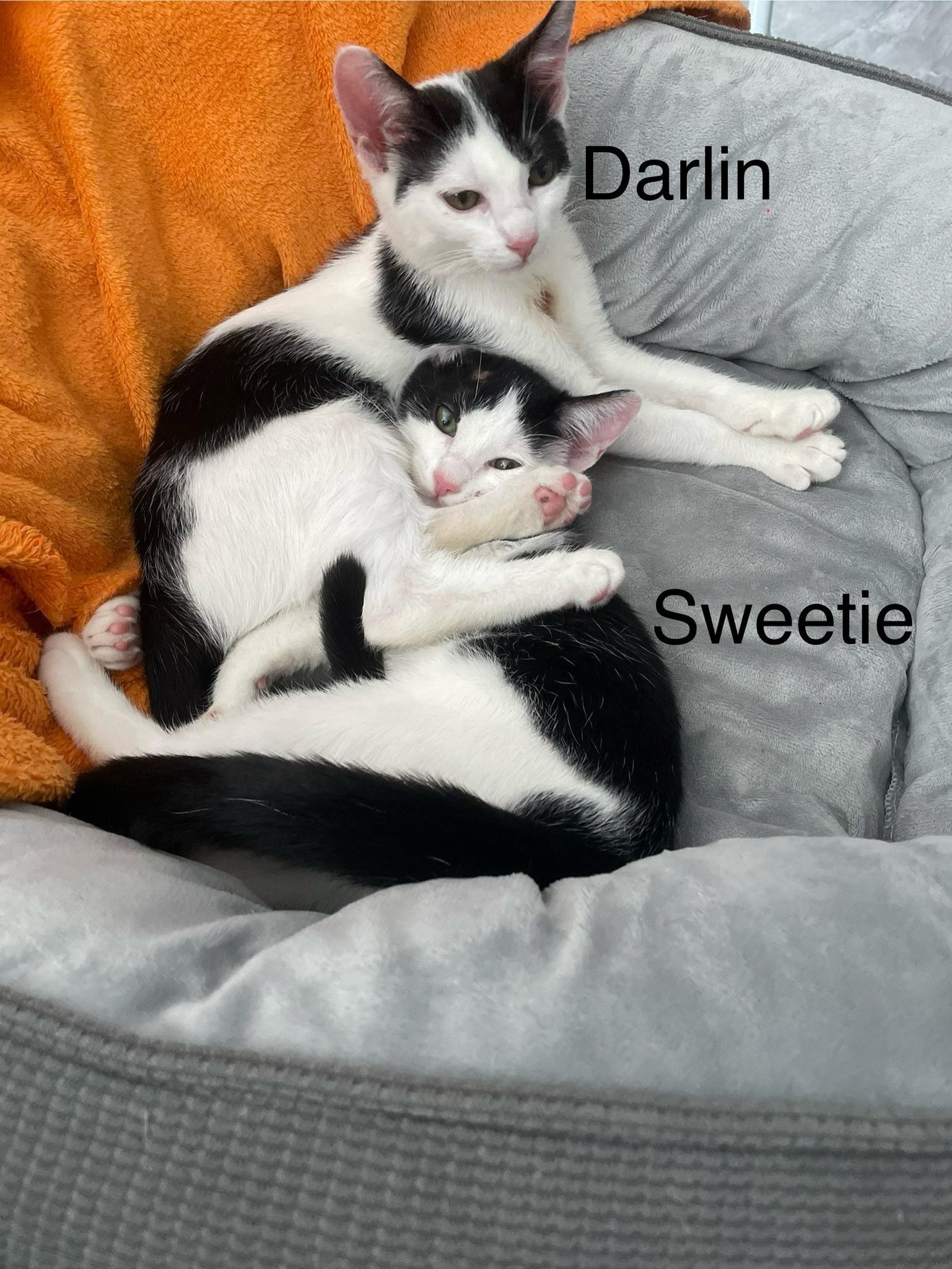 Enlarge Darlin', a Adoptable American Shorthair in Lakeland, FL image 3/5