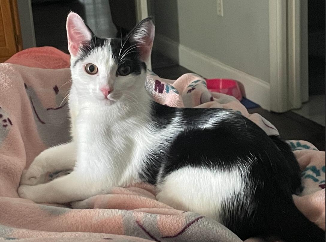 Enlarge Darlin', a Adoptable American Shorthair in Lakeland, FL image 1/5