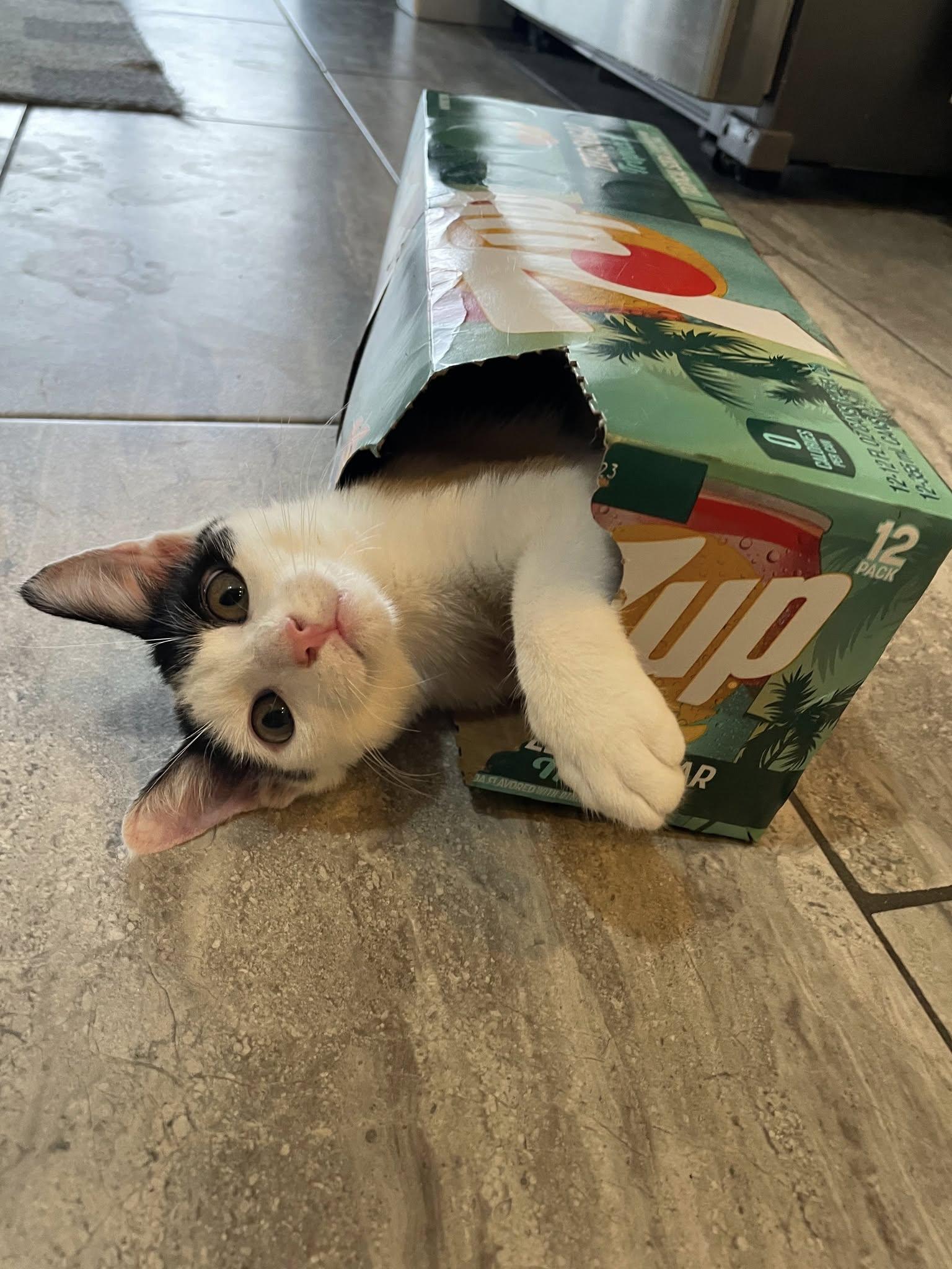 Enlarge Darlin', a Adoptable American Shorthair in Lakeland, FL image 5/5