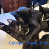 Orwell, a Adoptable Domestic Short Hair in Cincinnati, OH image 2/4