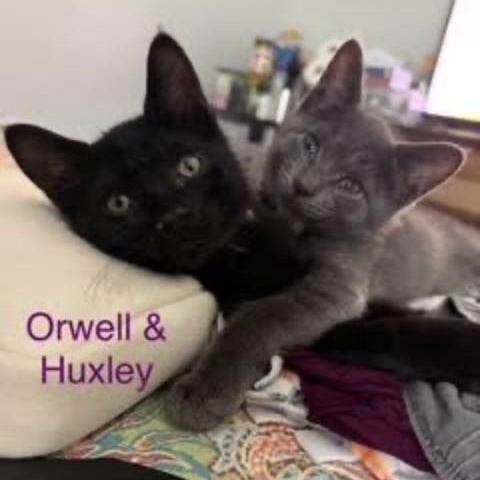 Orwell