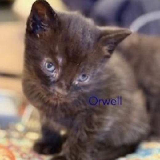 Orwell