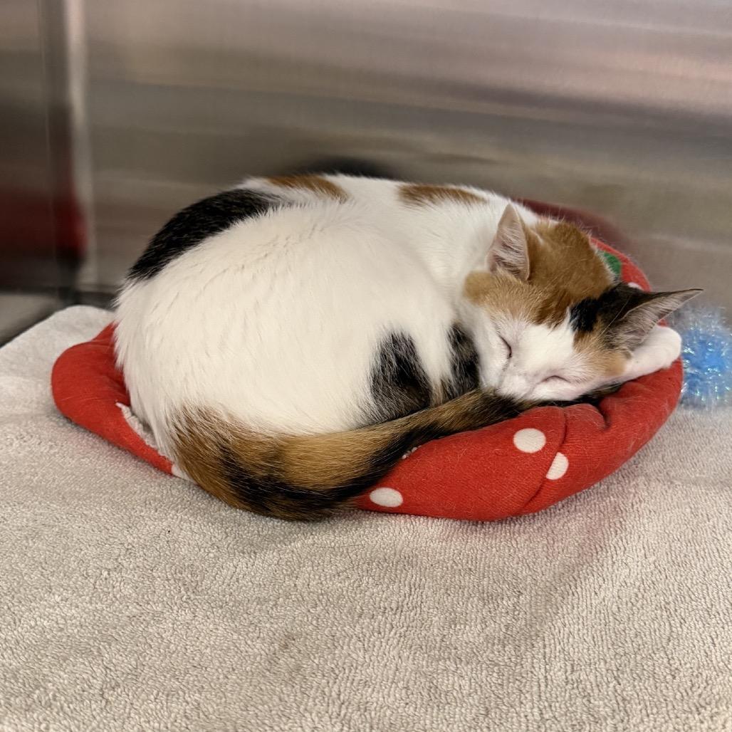 Eve, Adoptable, Adult Female Domestic Short Hair.